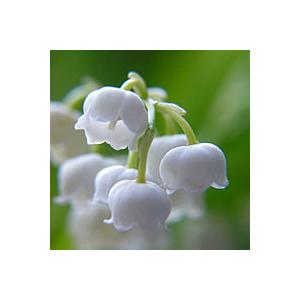 Lilly of the Valley Image