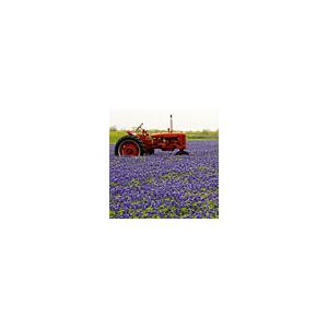 BlueBonnet Image