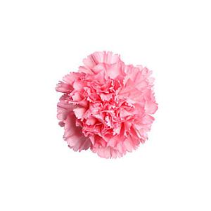 Carnation Image