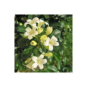 Jasmine Image