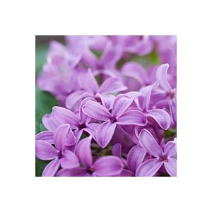 LiLac Image