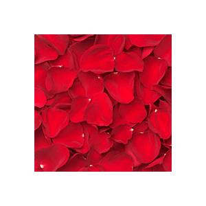 Rose Petals Image