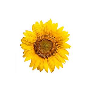 Sunflower Image