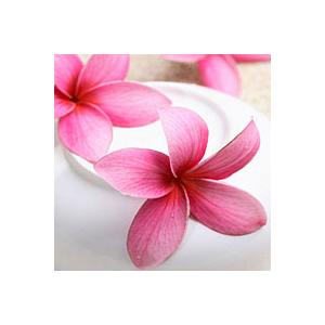 Plumeria Image