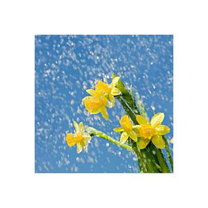 Spring Rain Image